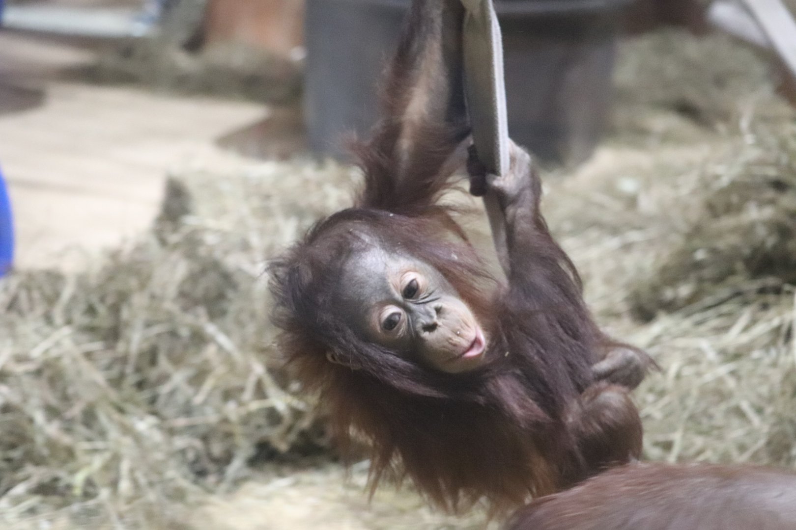 Think Tank - Bornean Orangutan - Redd