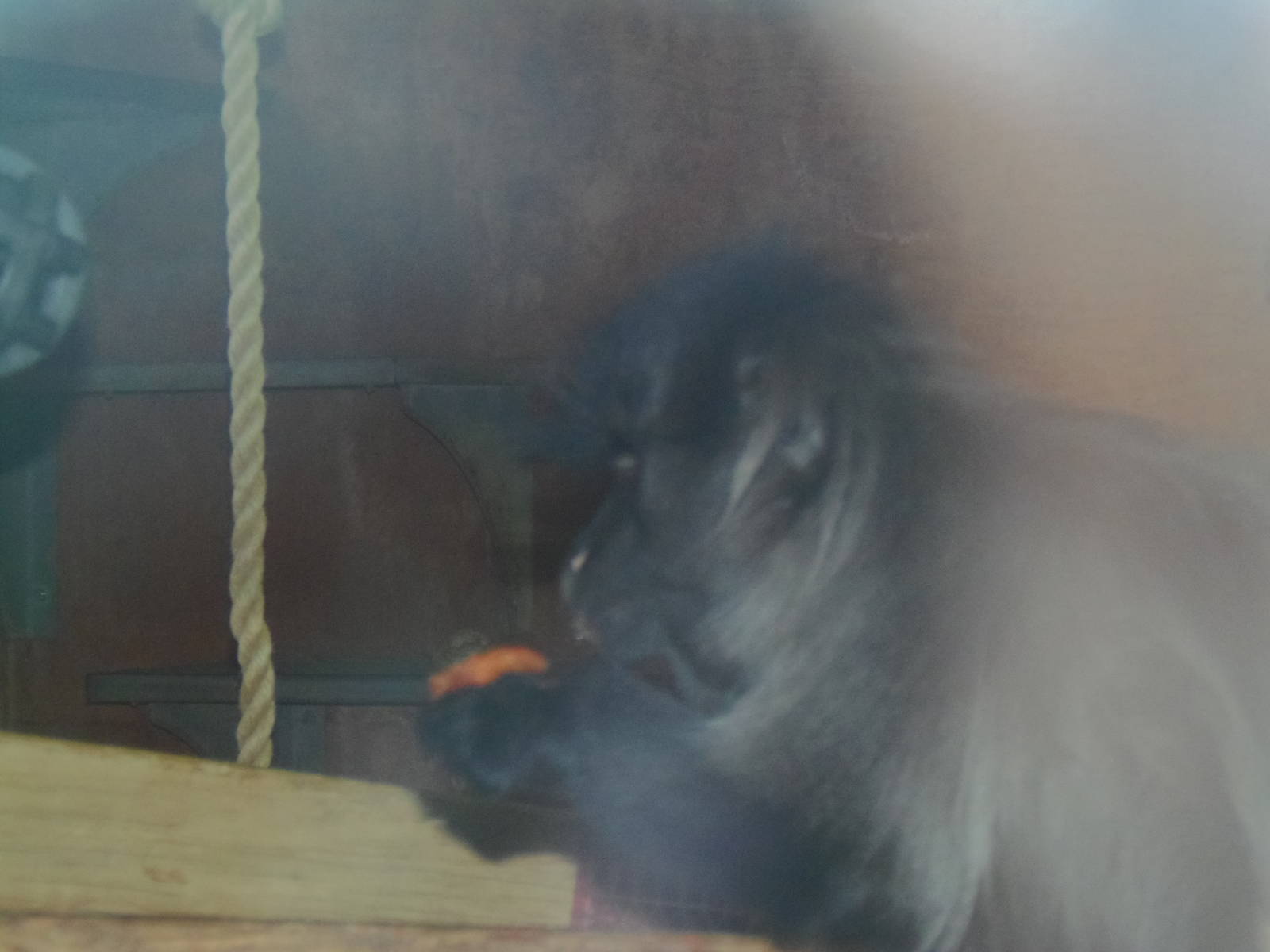 Think Tank- Gray-Cheeked Mangabey