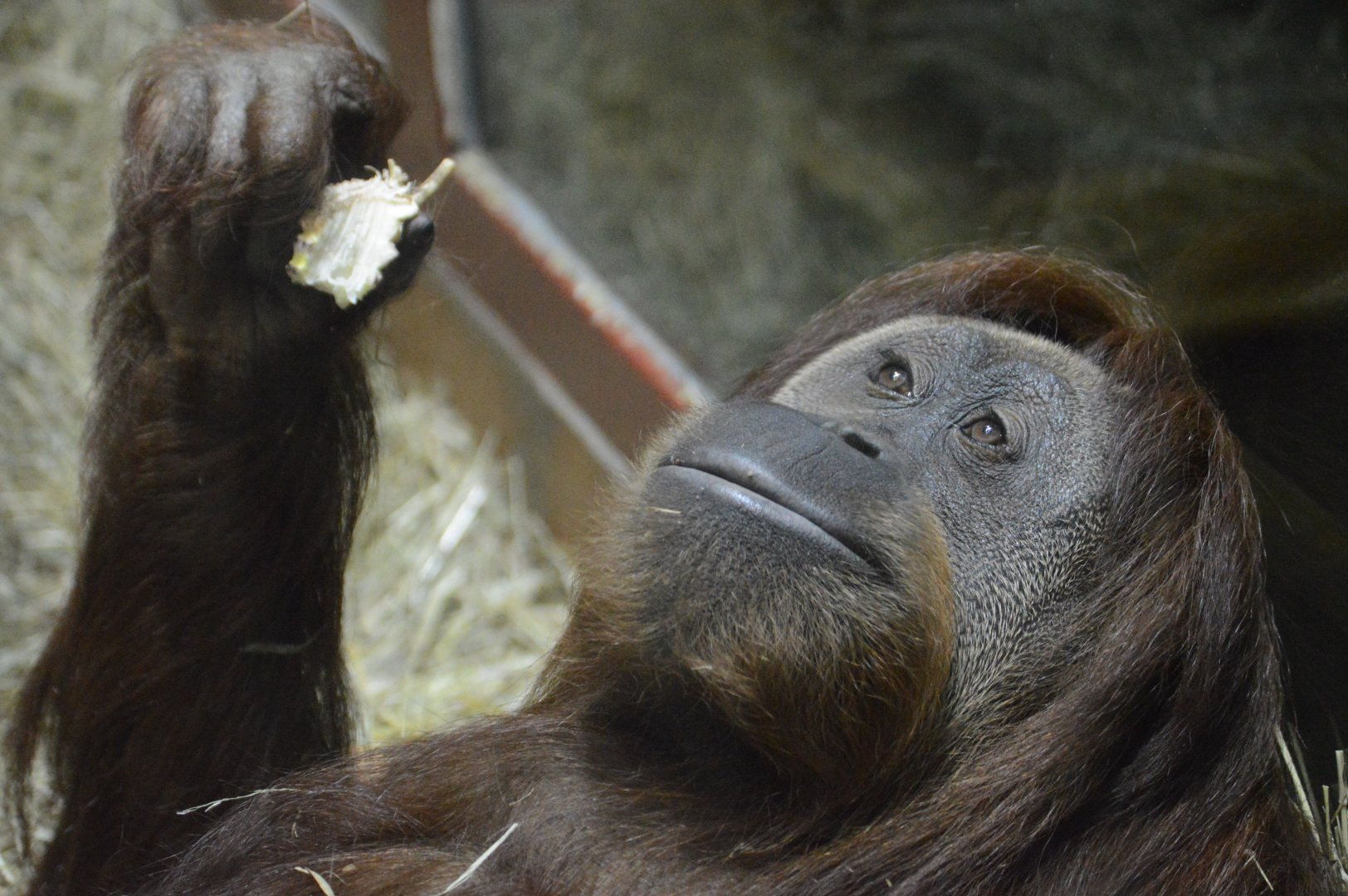 Think Tank - Hybrid Orangutan (Pongo pygmaeus x abelii)