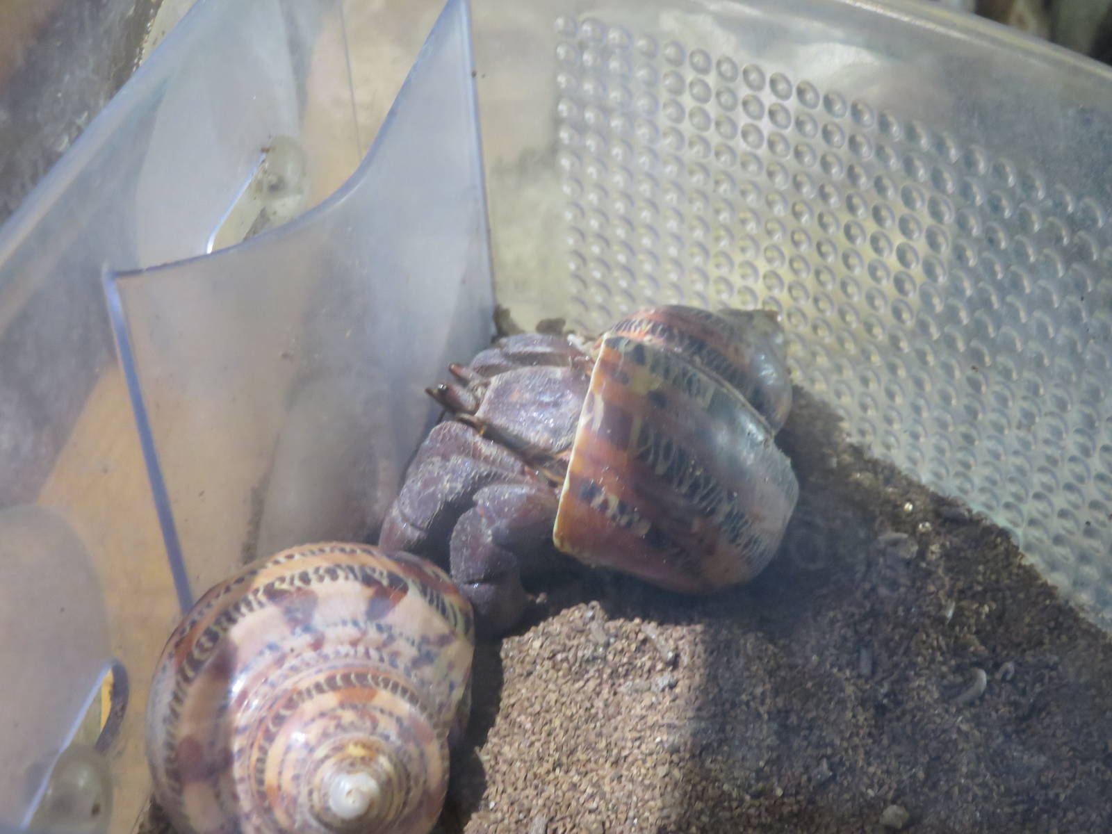 Think Tank - Land Hermit Crab