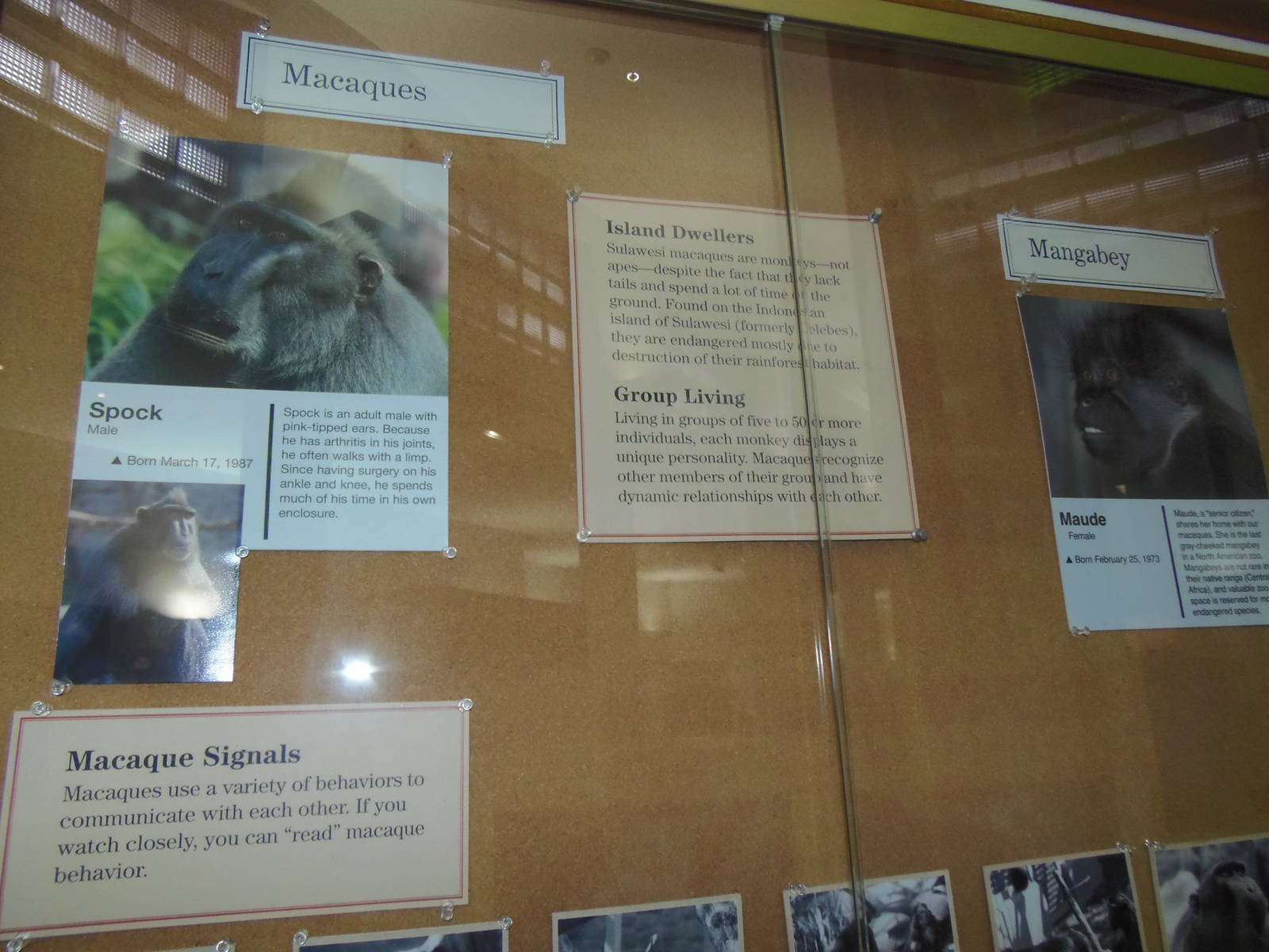 Think Tank- Macaque/Mangabey Exhibit