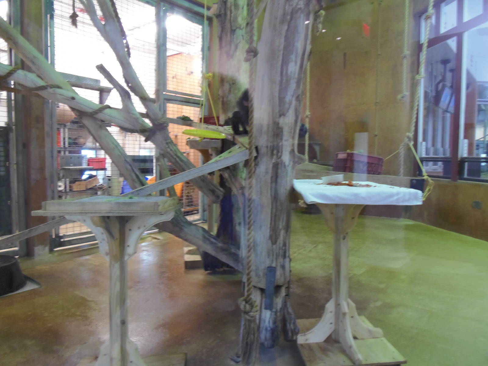 Think Tank- Macaque/Mangabey Indoor Exhibit