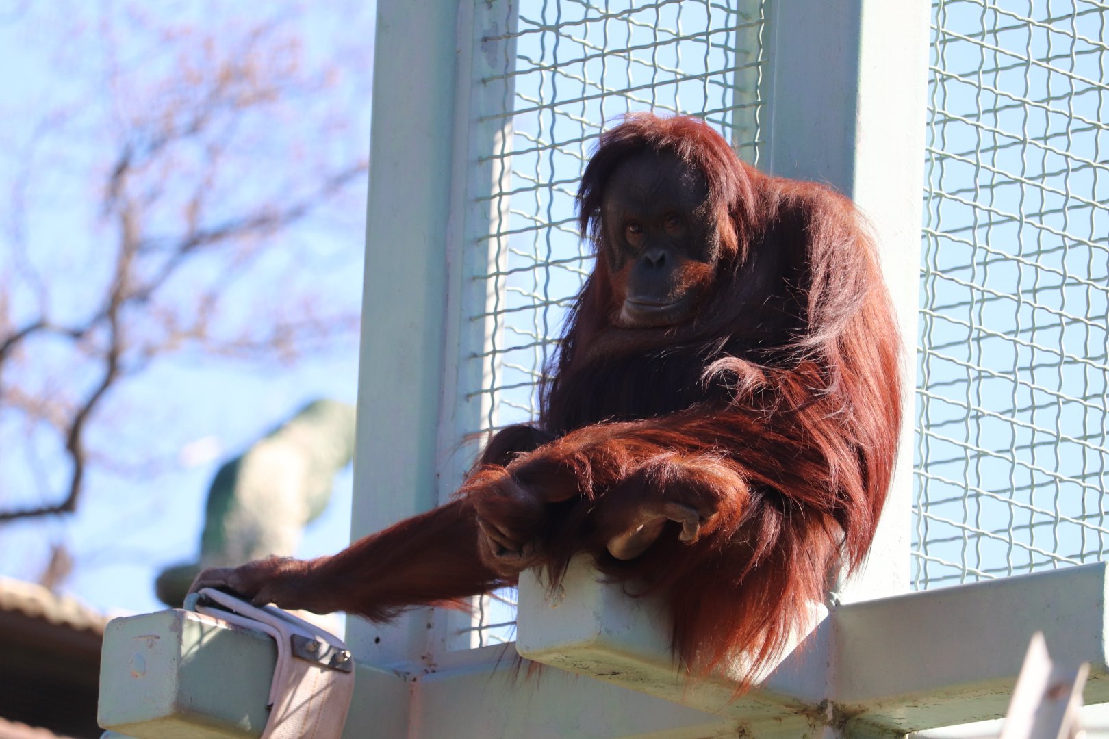 Think Tank - Orangutan - Bonnie