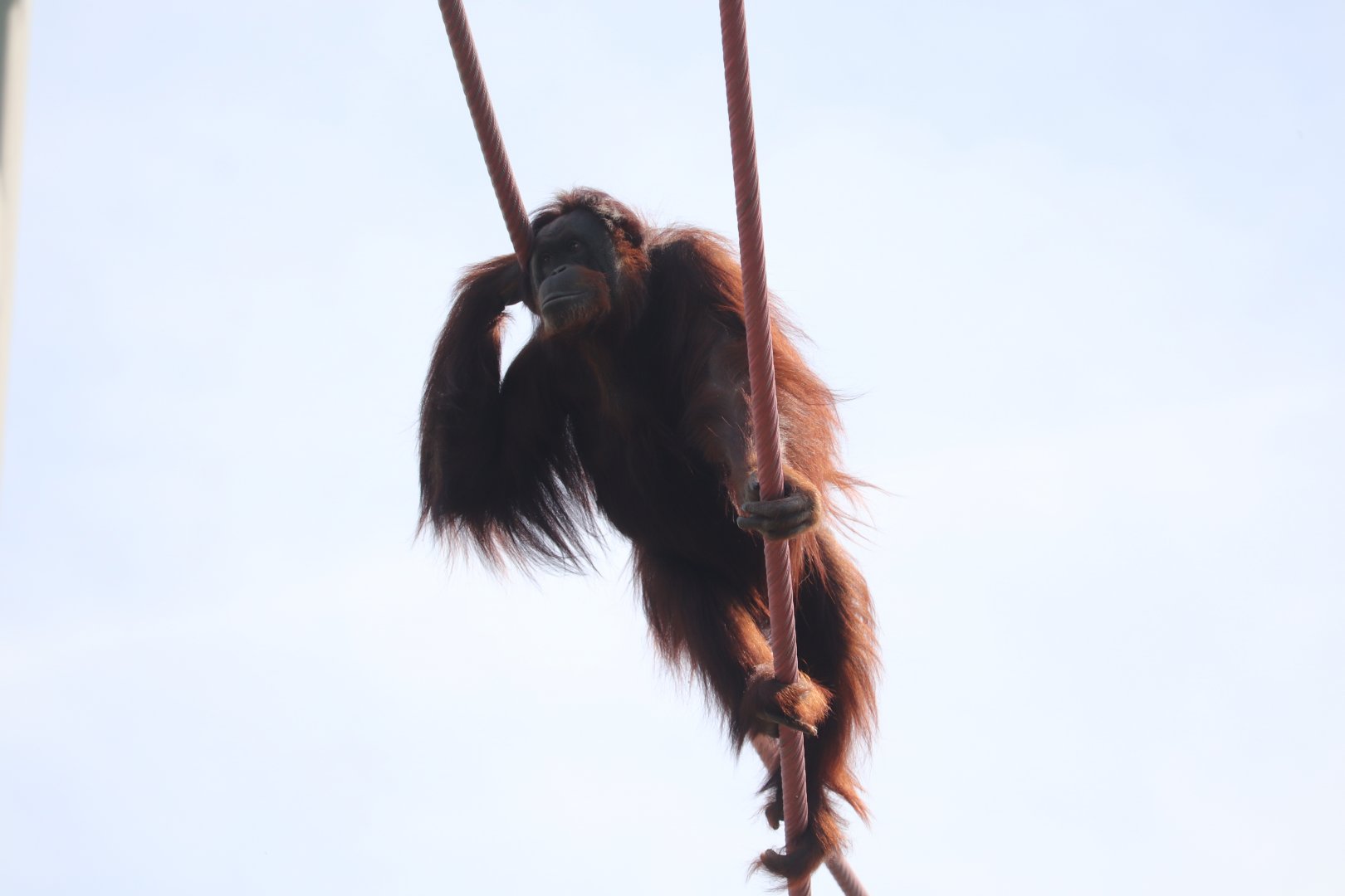 Think Tank - Orangutan - Bonnie