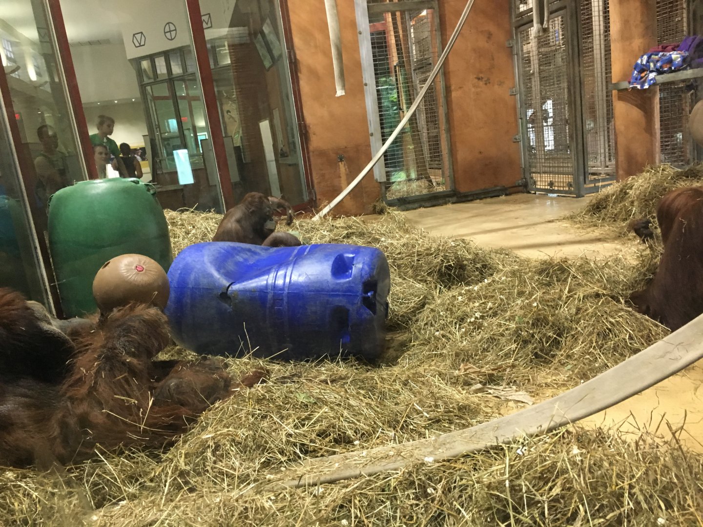 Think tank orangutan exhibit