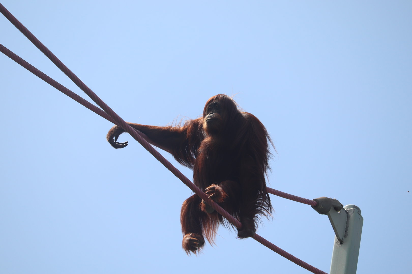 Think Tank - Orangutan - Iris