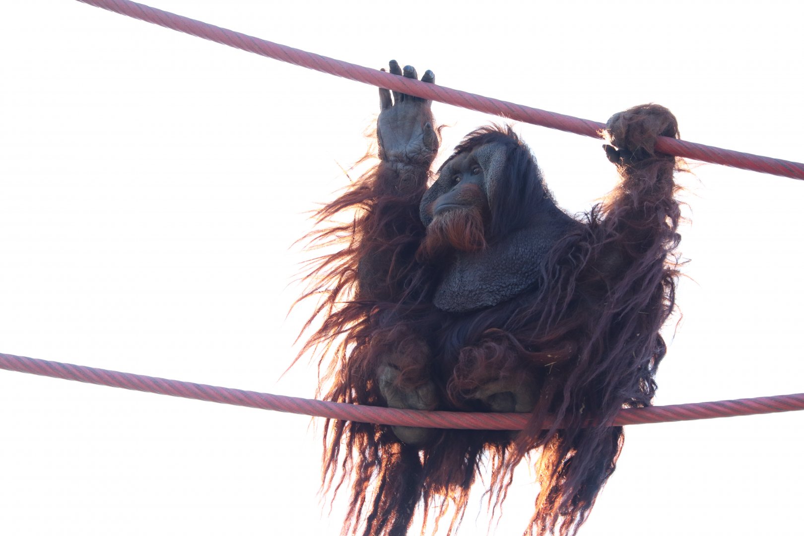 Think Tank - Orangutan - Kiko Travelling the O-Line