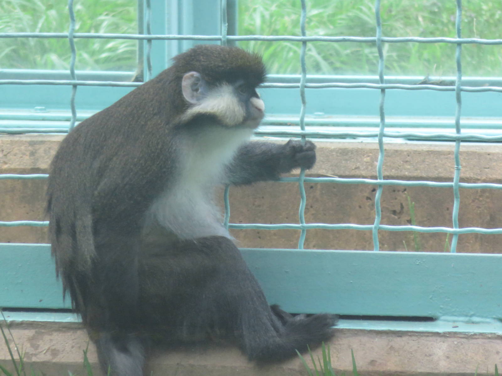 Think Tank - Red-Tailed Monkey