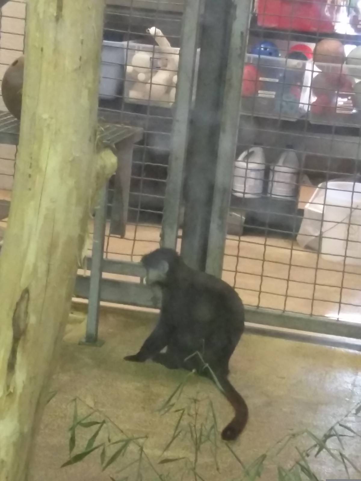 Think Tank - Schmidts Red Tailed Monkey