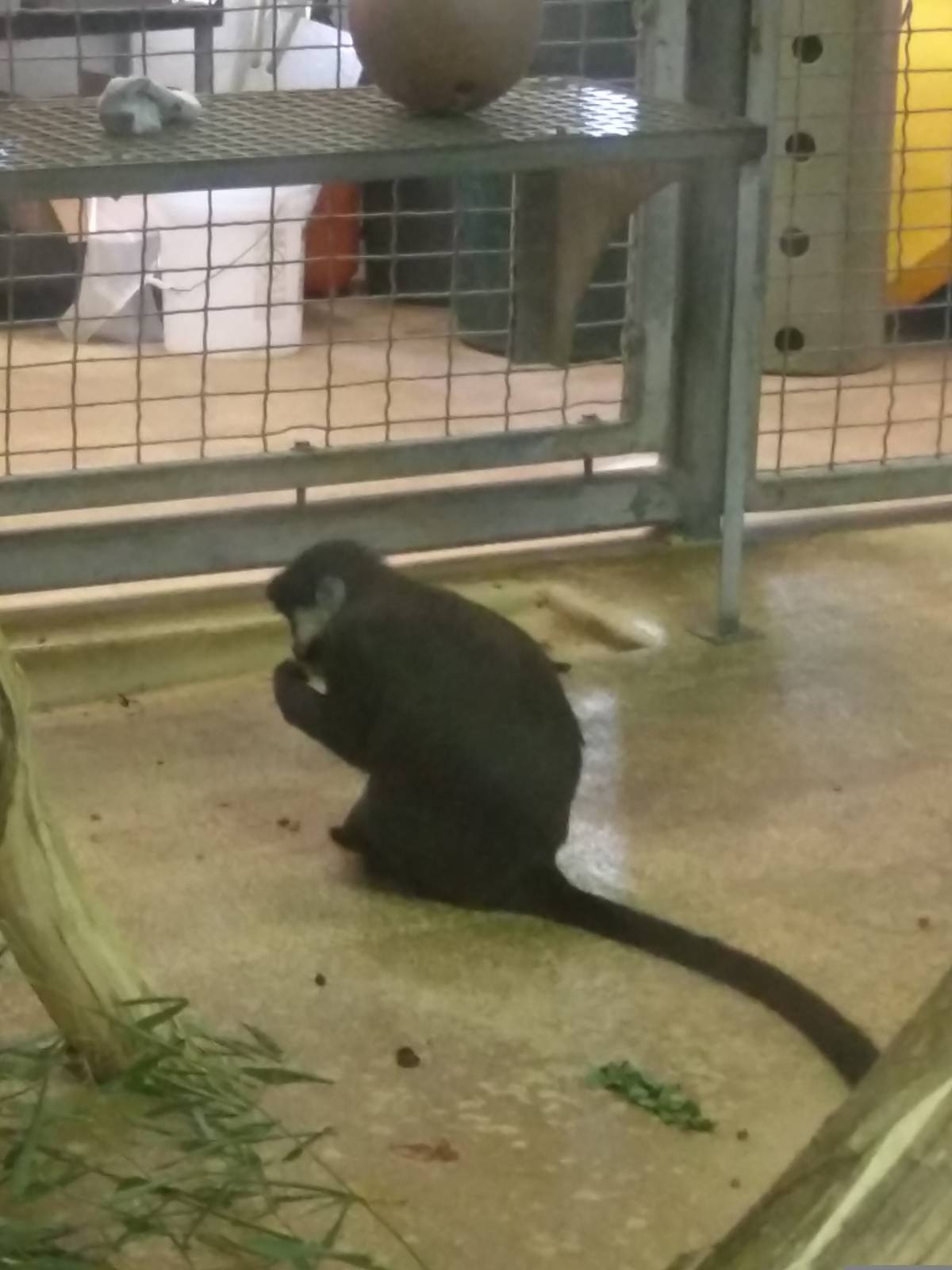 Think Tank - Schmidts Red Tailed Monkey