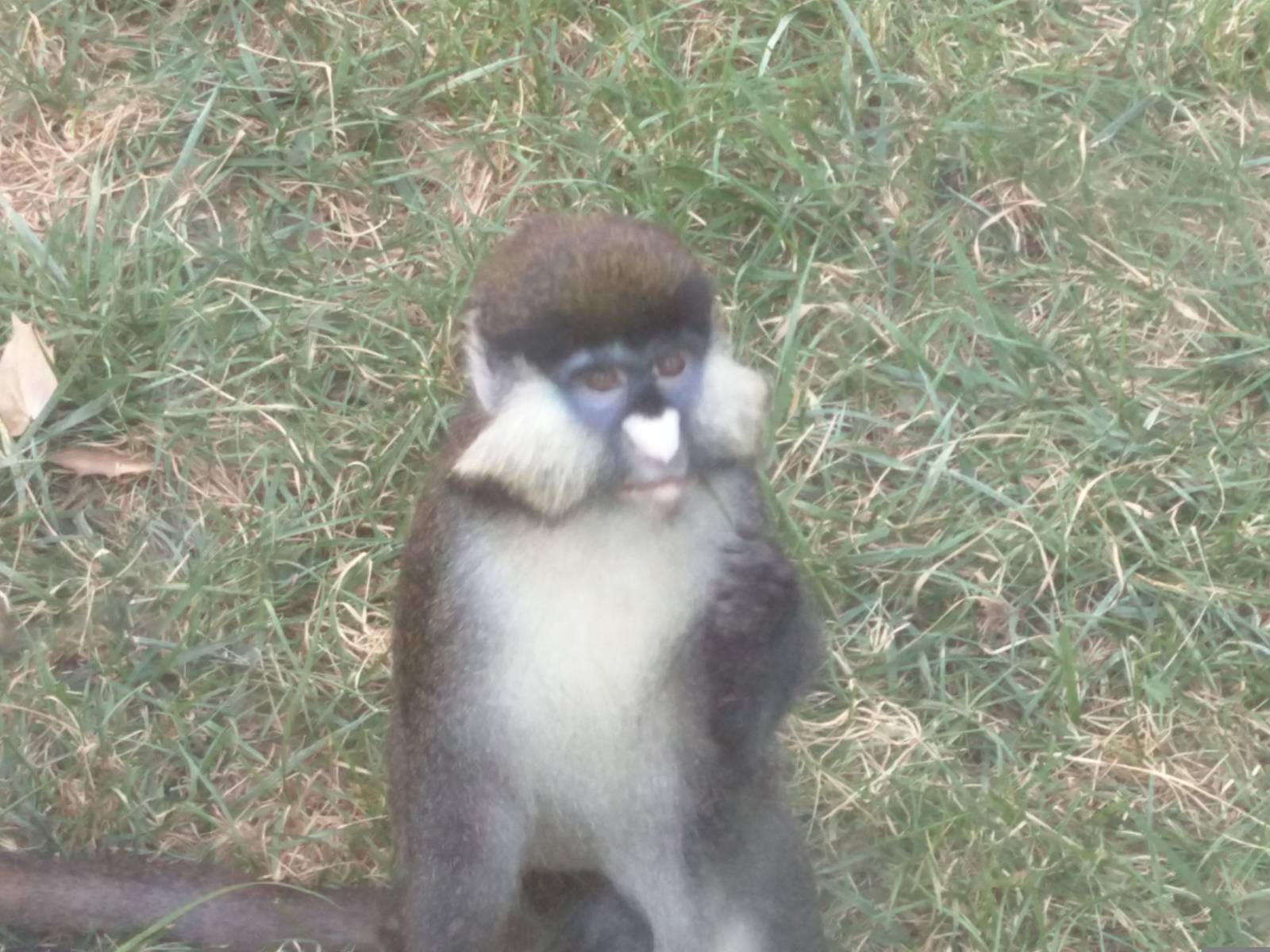 Think Tank - Schmidts Red Tailed Monkey