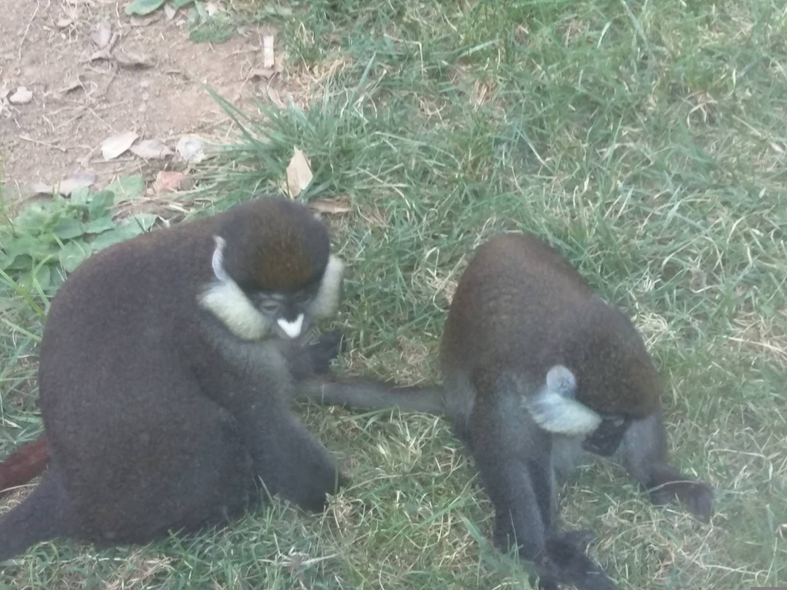 Think Tank - Schmidts Red Tailed Monkey