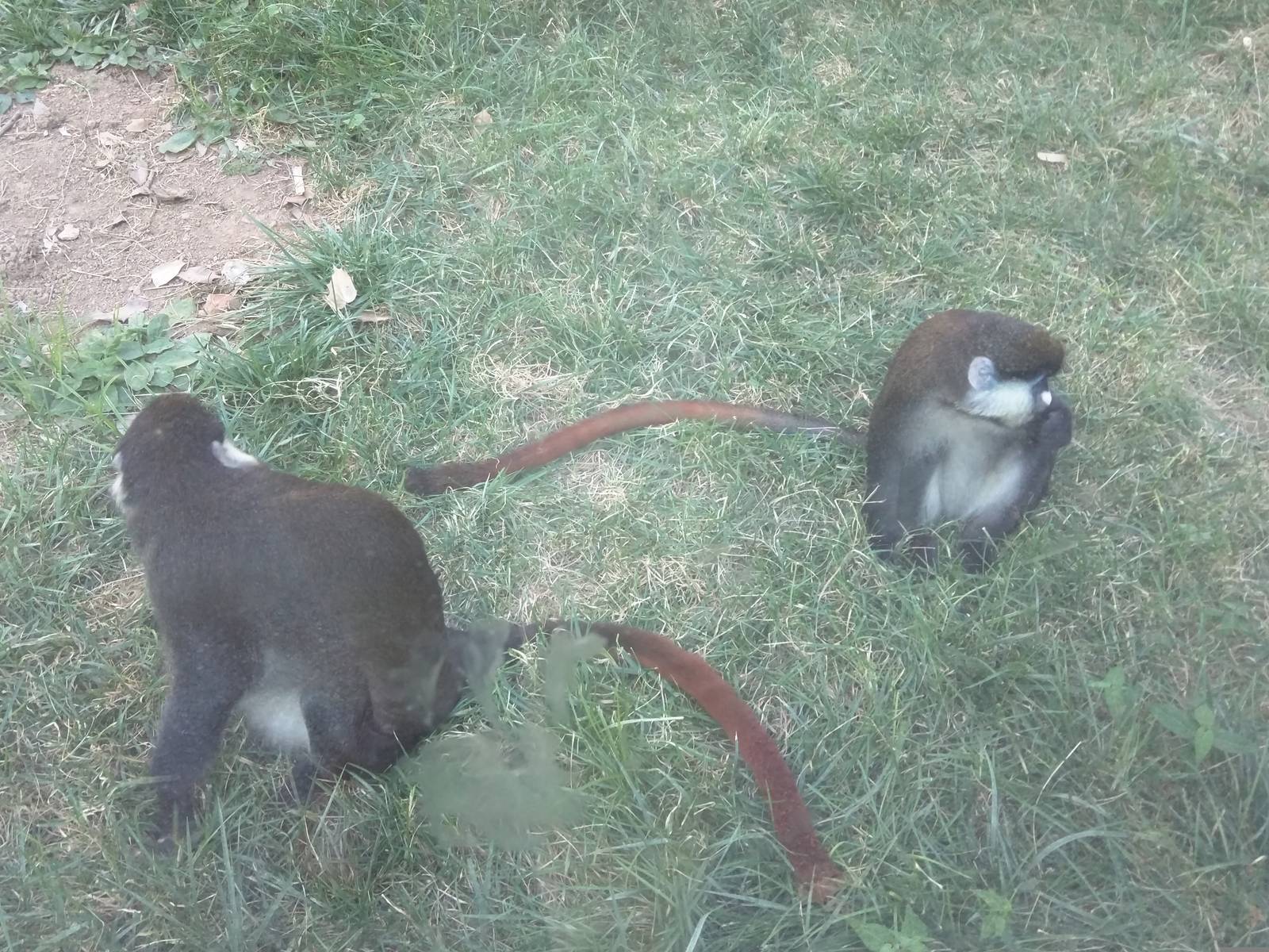 Think Tank - Schmidts Red Tailed Monkey