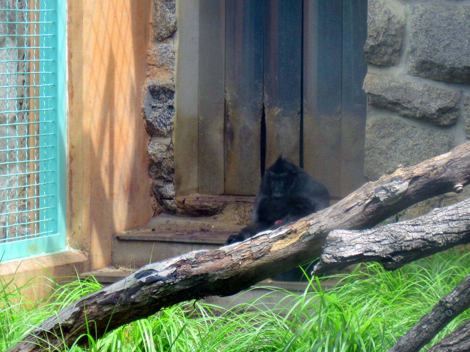 Think Tank-Sulawesi Macaque