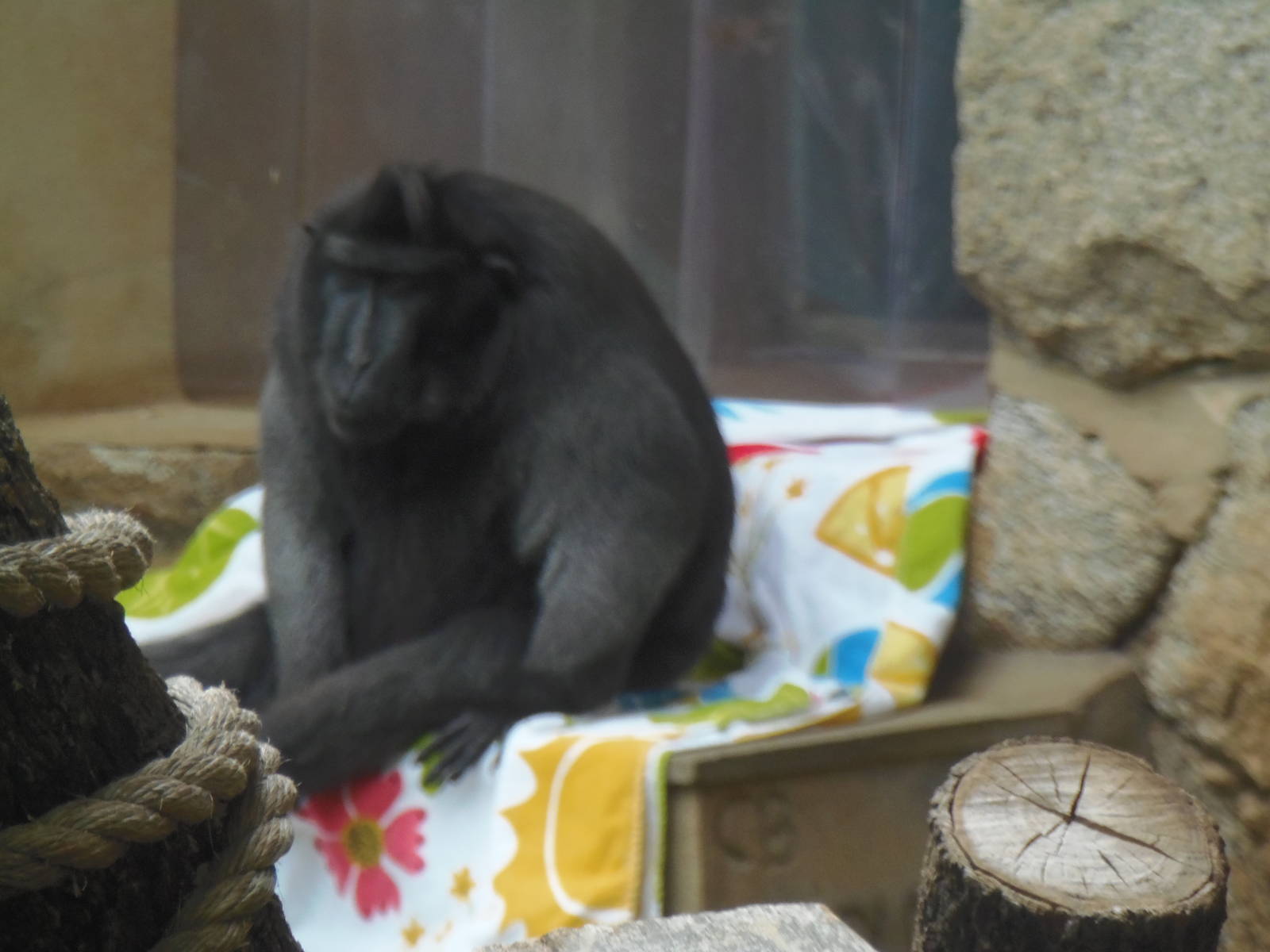 Think Tank- Sulawesi Macaque