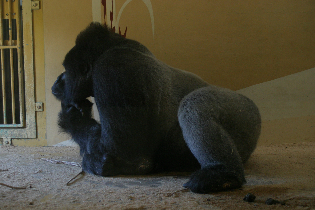 Thinking Gorilla