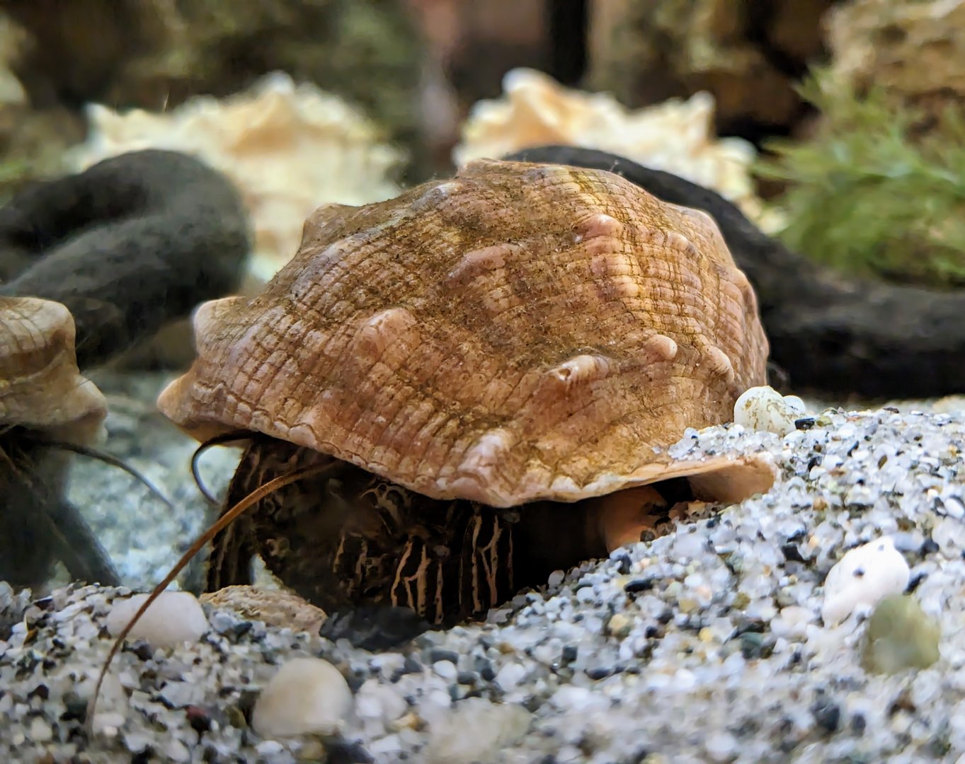 Thinstripe Hermit-crab - July 8th 2023