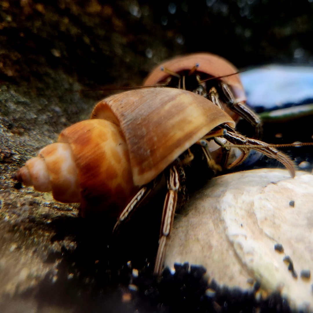 Thinstripe Hermit Crabs (Clibanarius vittatus)