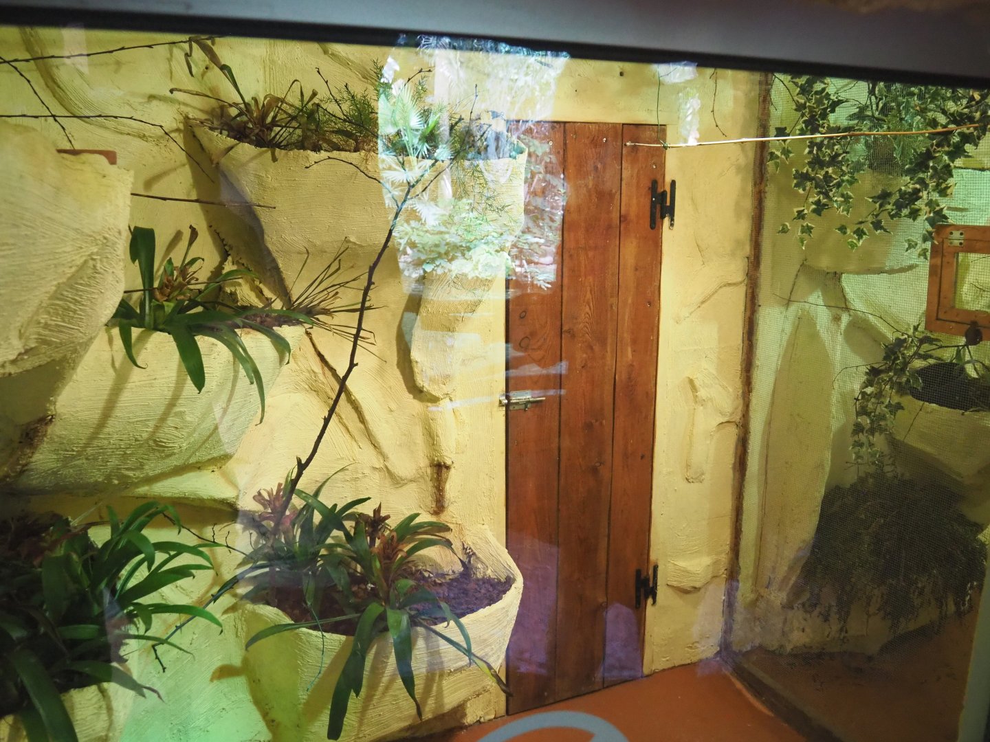 Third Amazilia hummingbird aviary, 2021-09-03