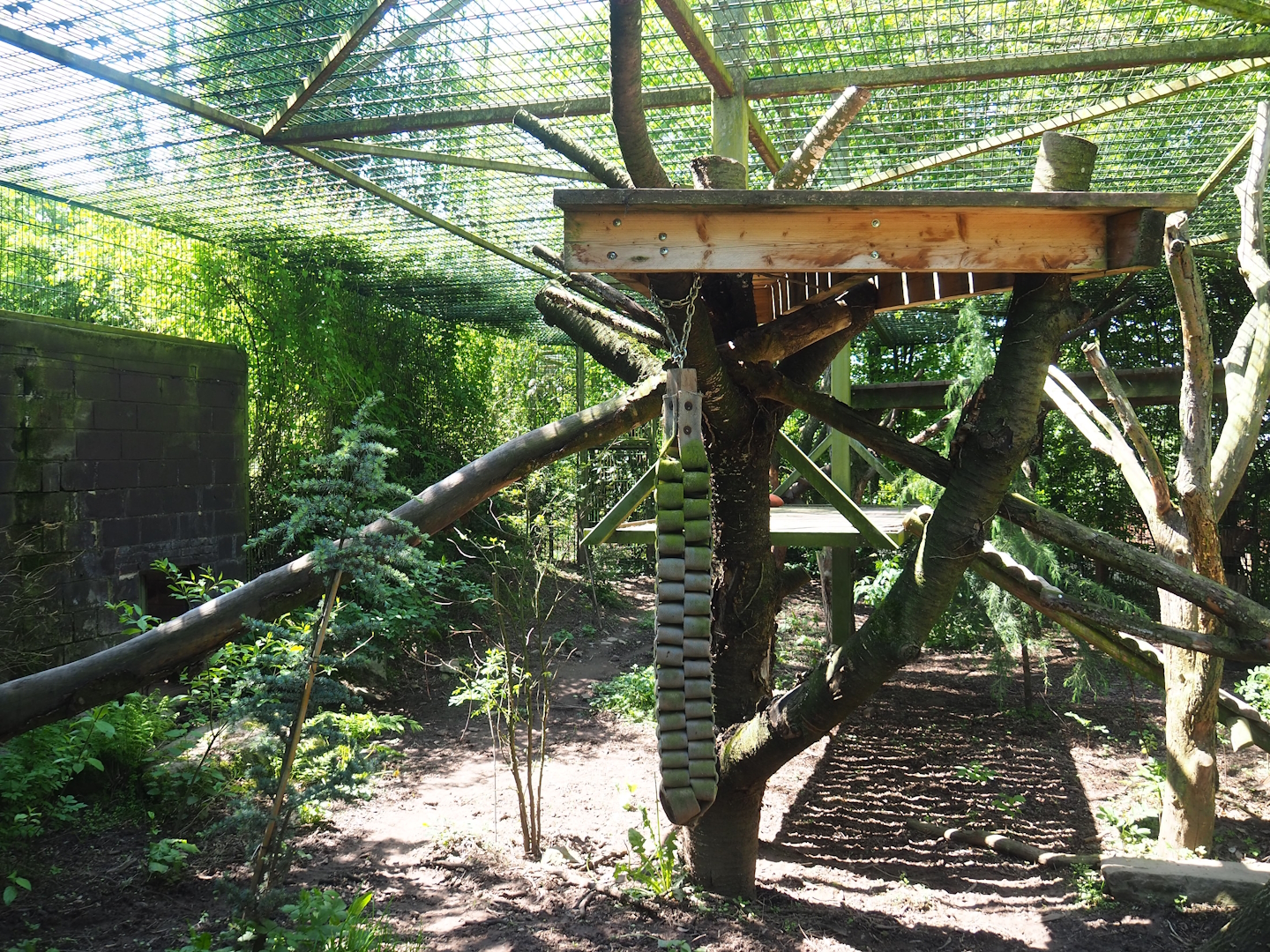 Third Amur leopard exhibit, 2023-05-19