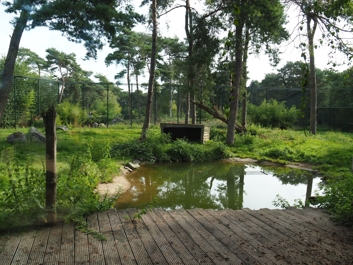 Third Amur tiger exhibit, 2019-09-15
