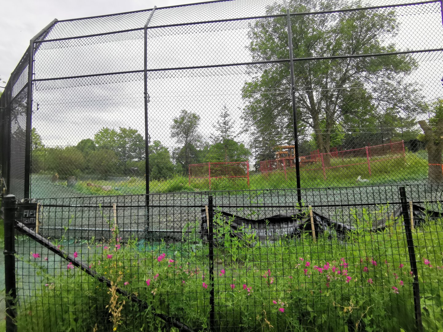 Third Amur tiger exhibit under construction