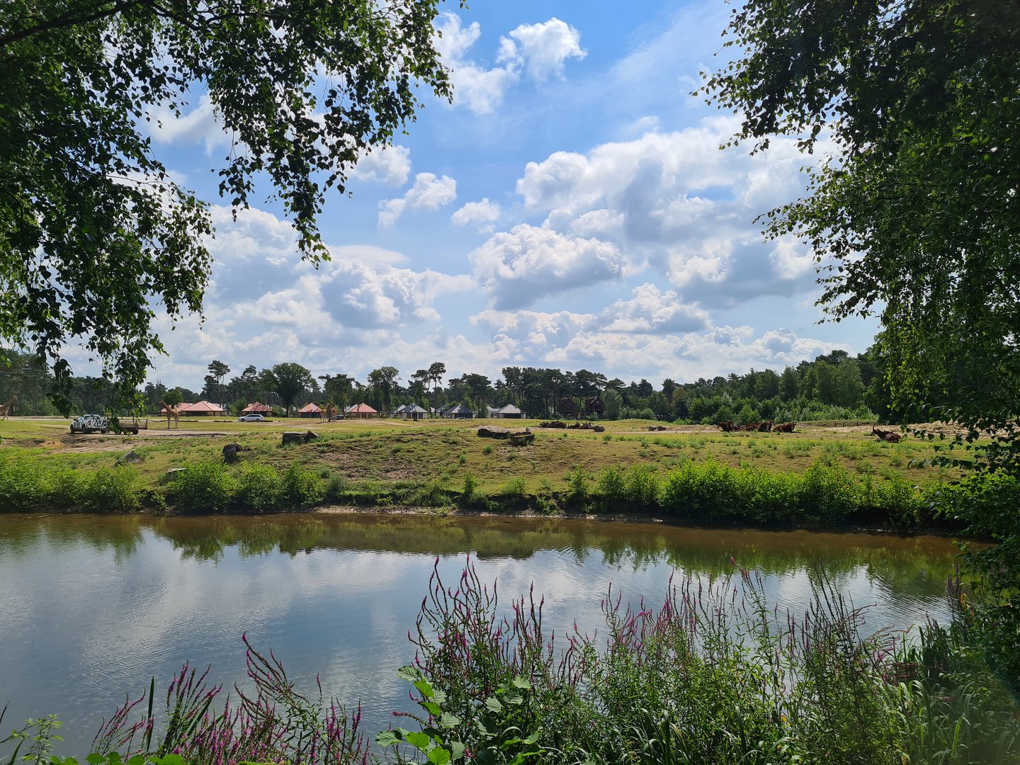 Third Big Savannah paddock
