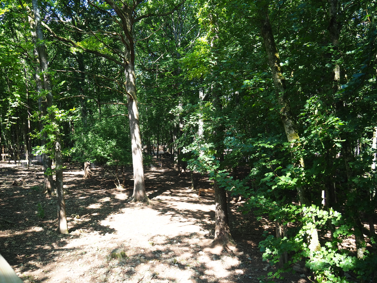 Third Eurasian forest reindeer paddock, 2020-07-12