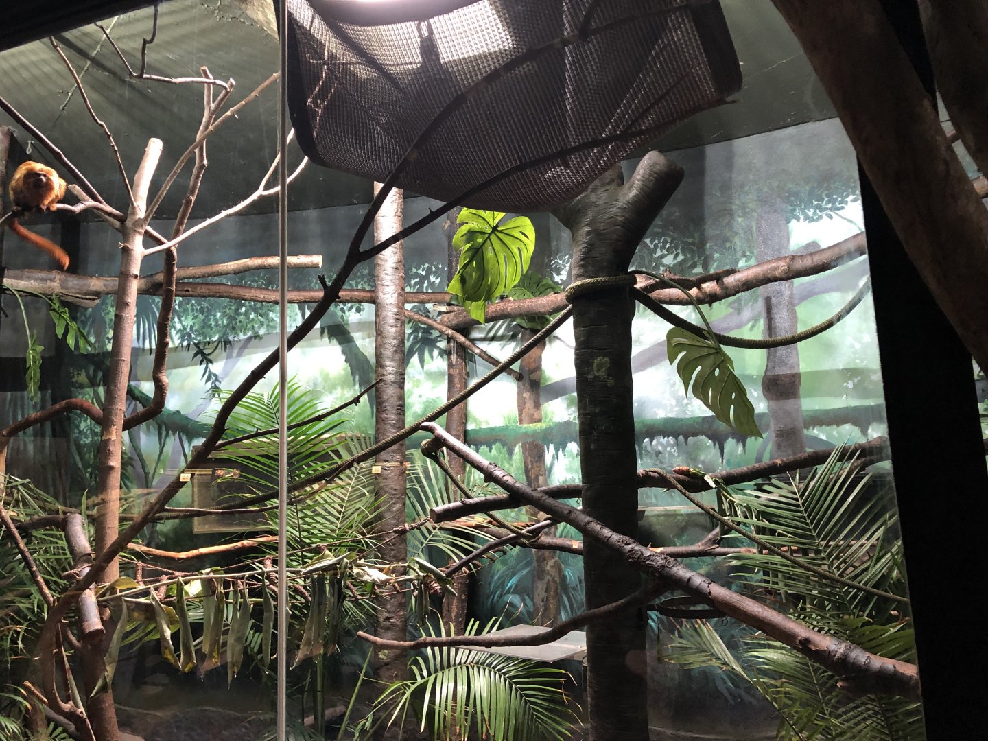 Third exhibit in the South America primate wing