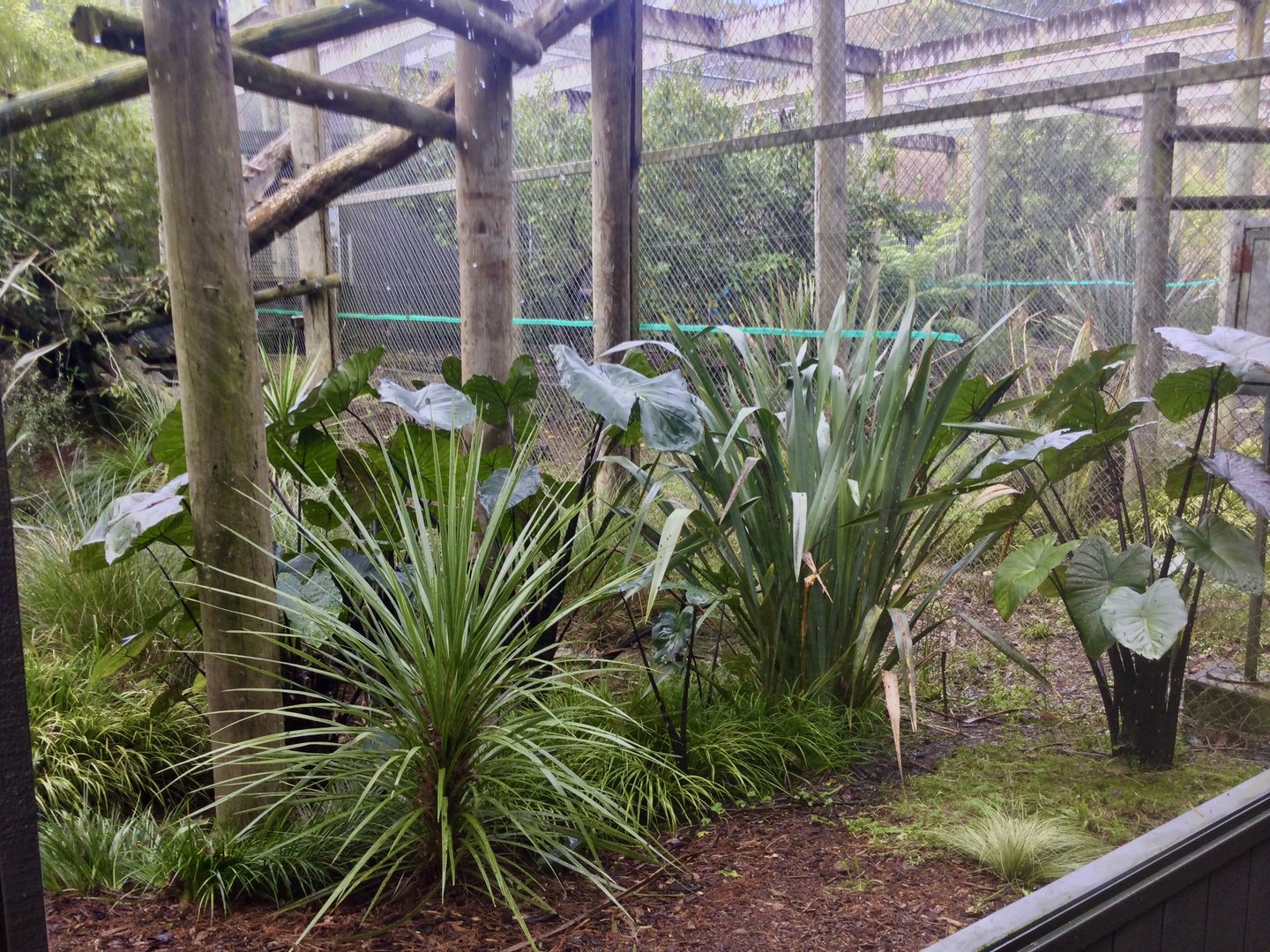 Third Fishing Cat Exhibit