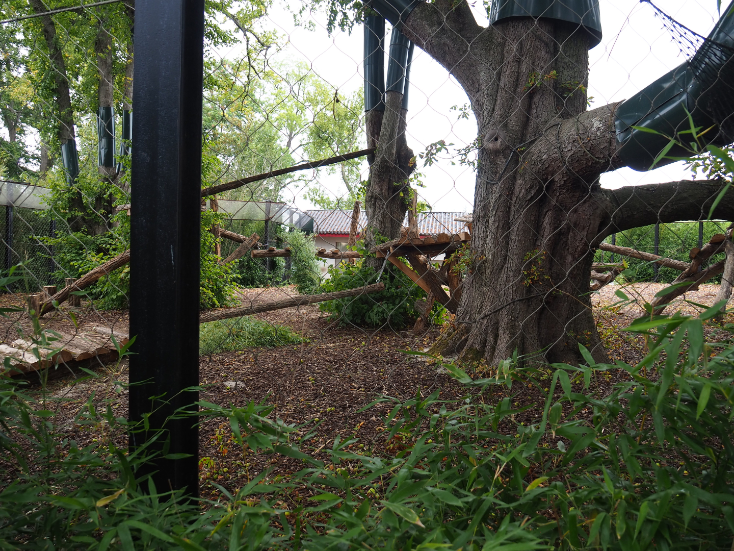 Third Giant panda exhibit - Tian Bao, 2020-09-03