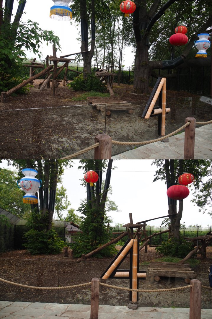 Third Giant panda exhibit - Tian Bao (With 4th anniversary decorations), 2020-09-03