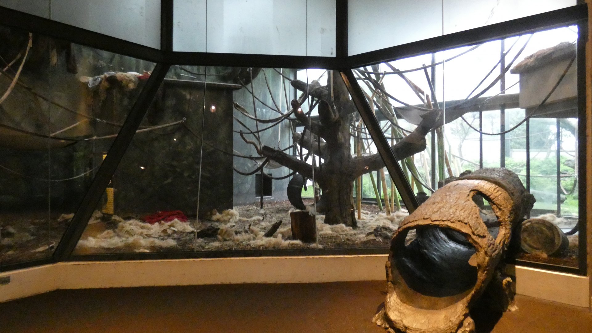 Third Indoor Exhibit, Center For African Apes - July 2021