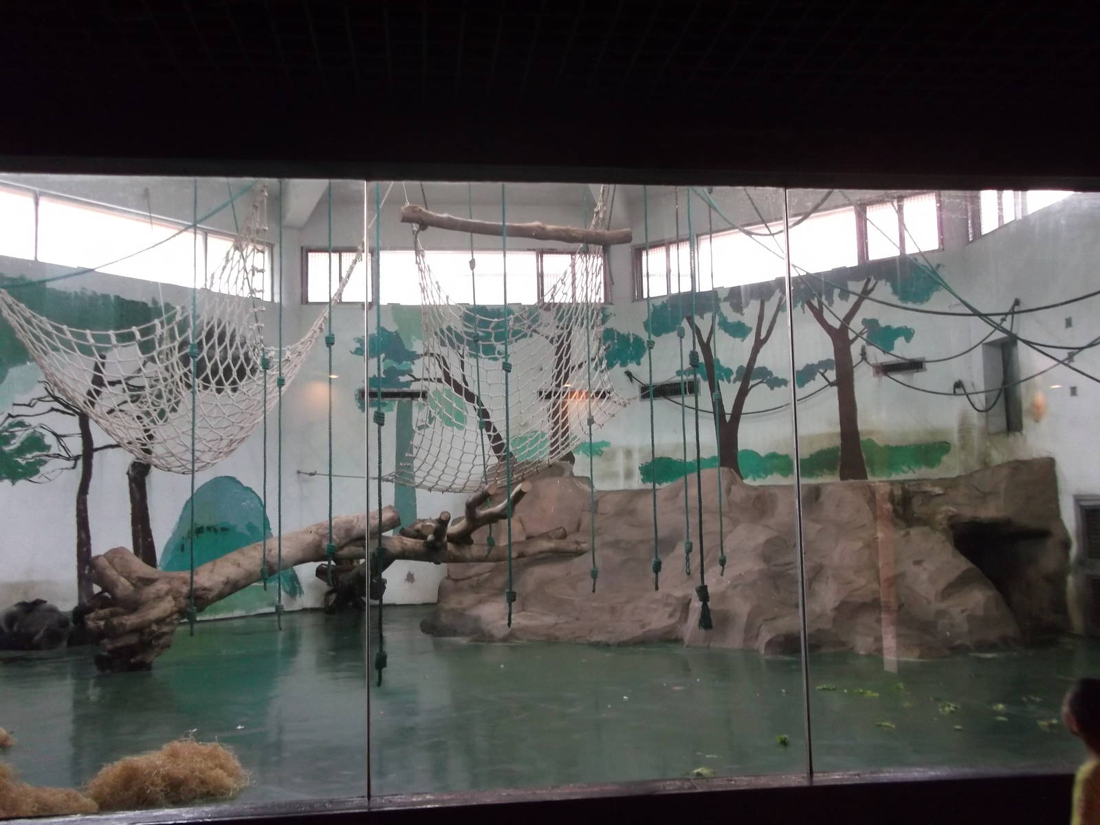 Third Indoor Gorilla Area