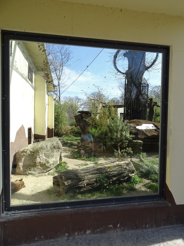 Third leopard enclosure