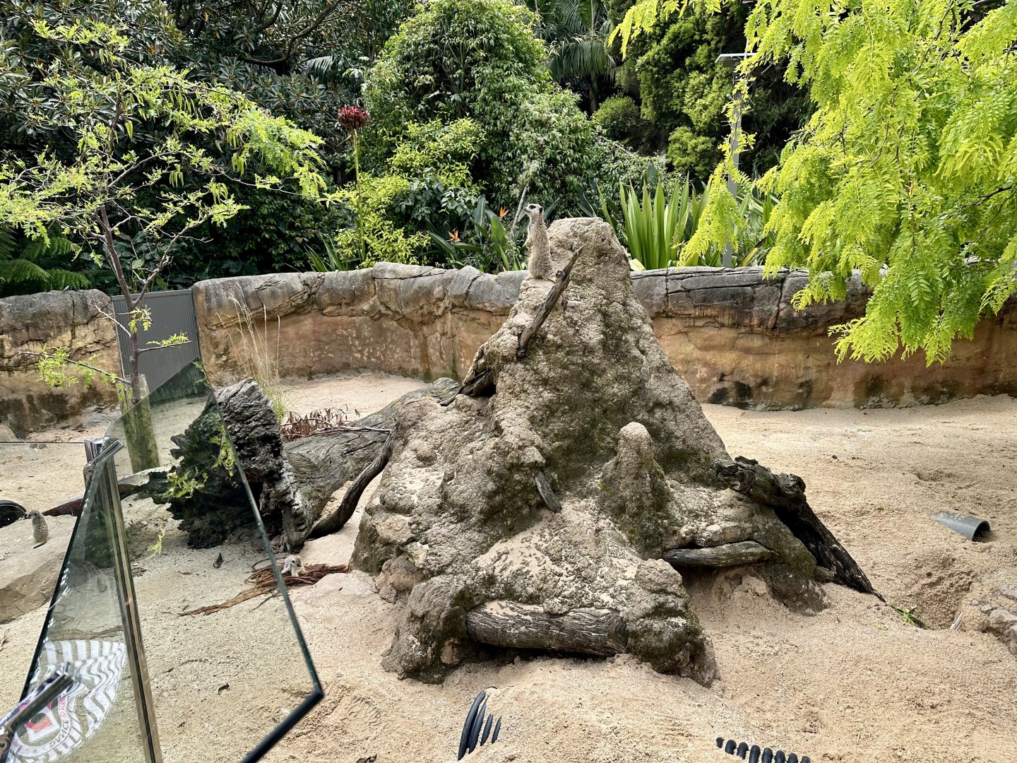 Third Meerkat Exhibit