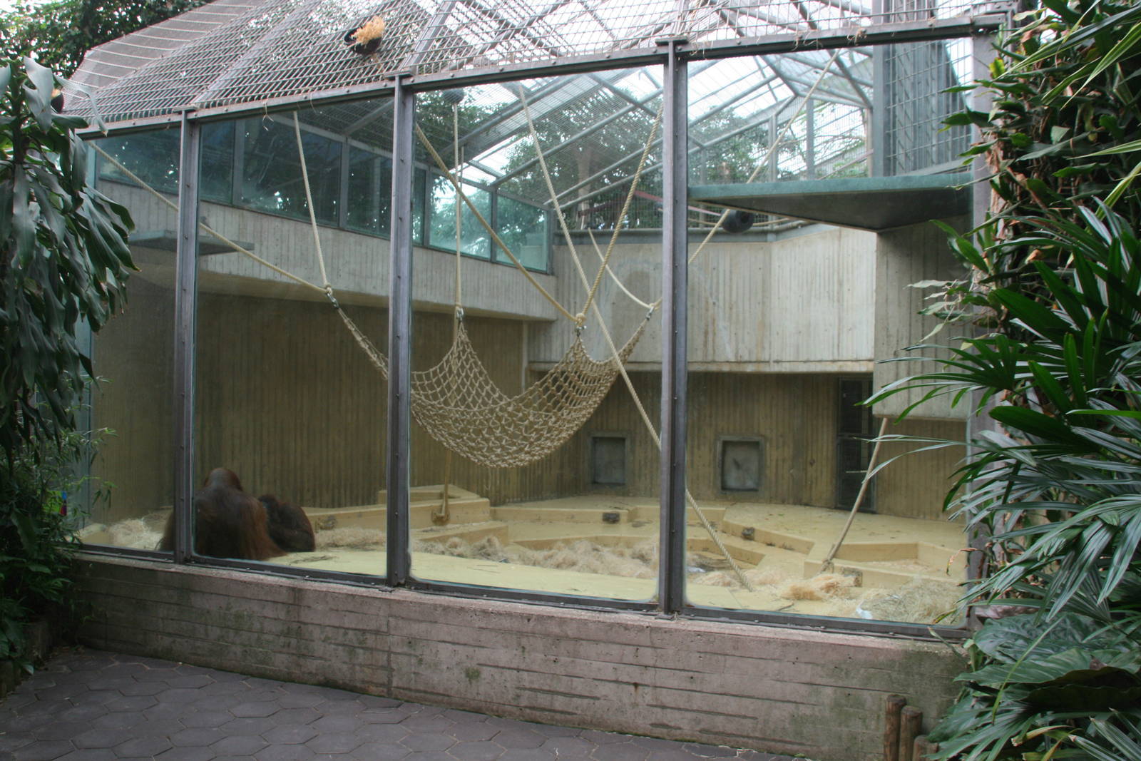 third Orangutan indoor enclosure