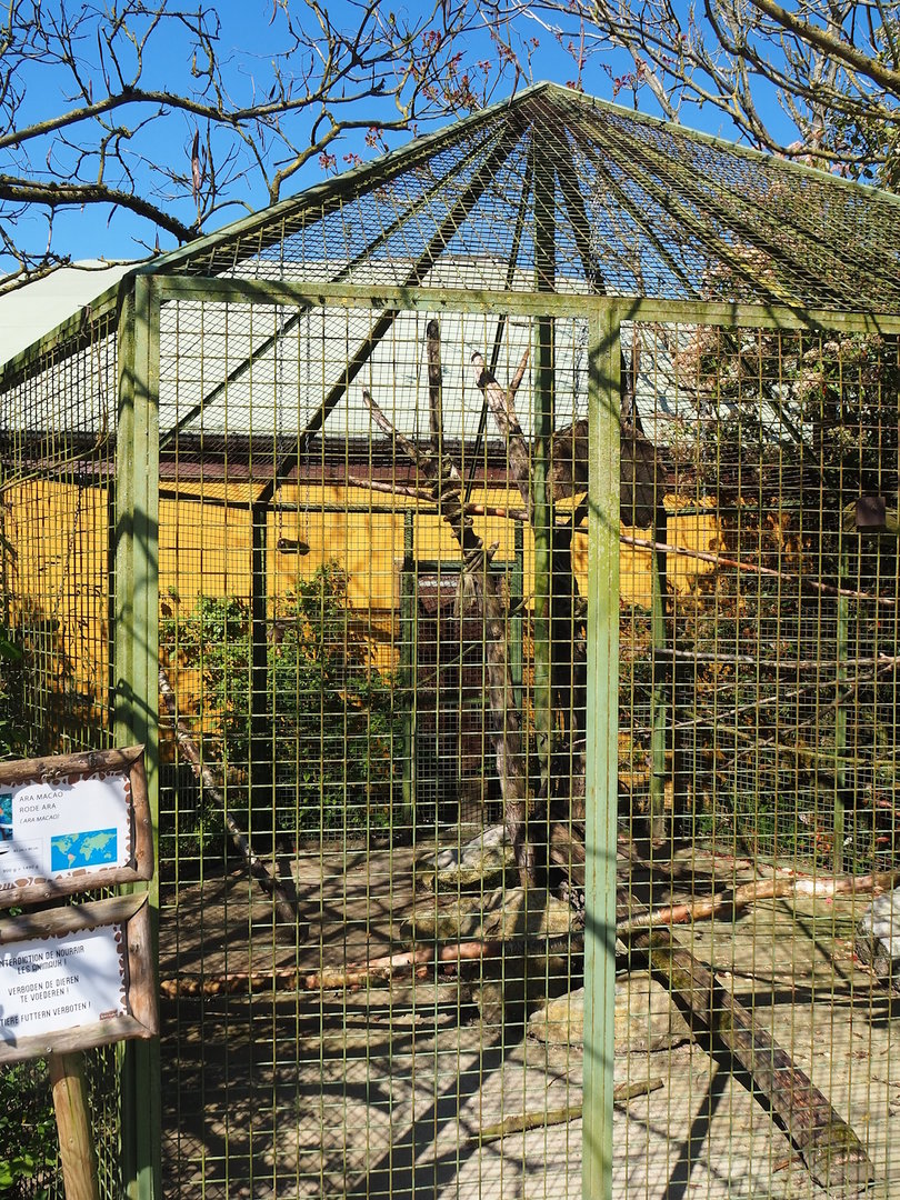Third outdoor parrot aviary - Macaws and Citron-crested cockatoos, 2023-05-19