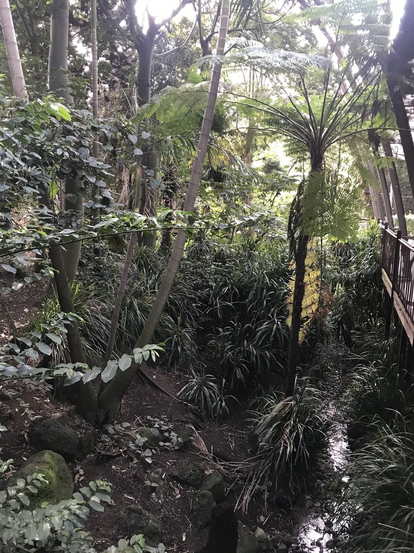 Third part of GFA - forest section