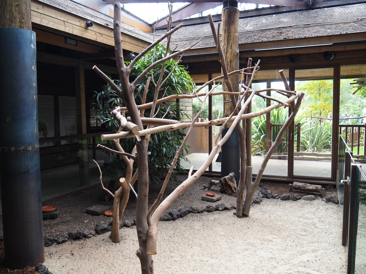 Third Queensland koala exhibit, 2019-10-04