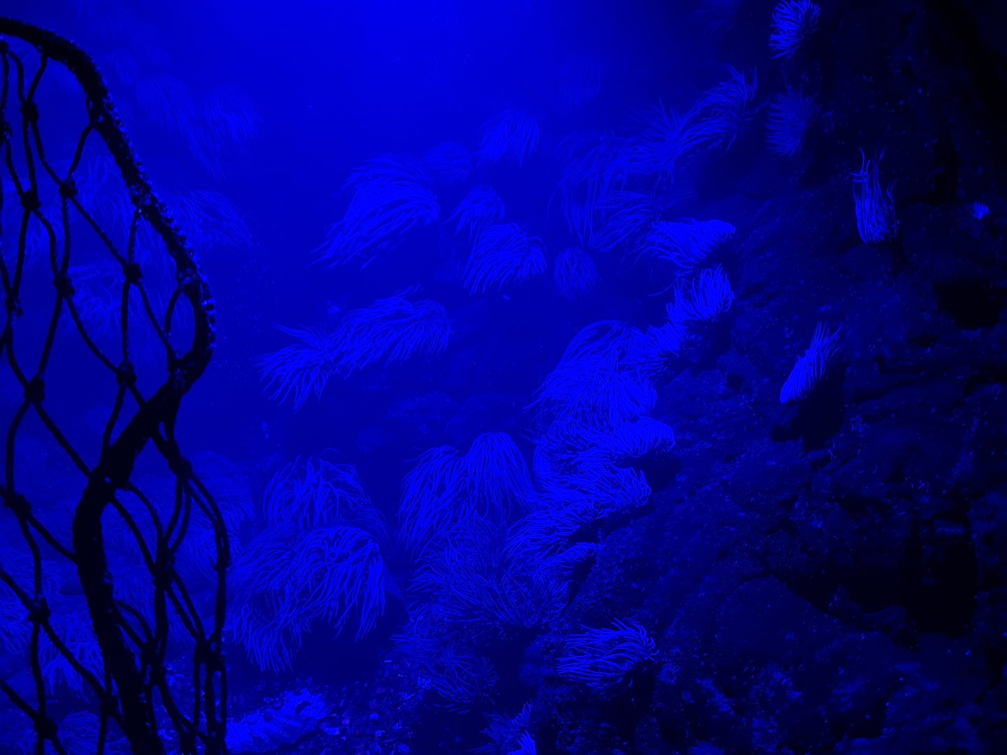 Third room - Anemone tank