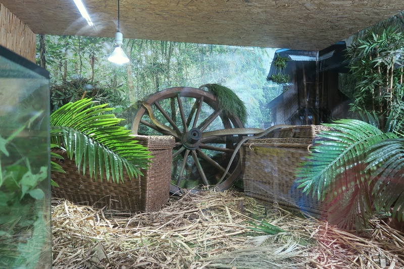 Third Room - King Cobra