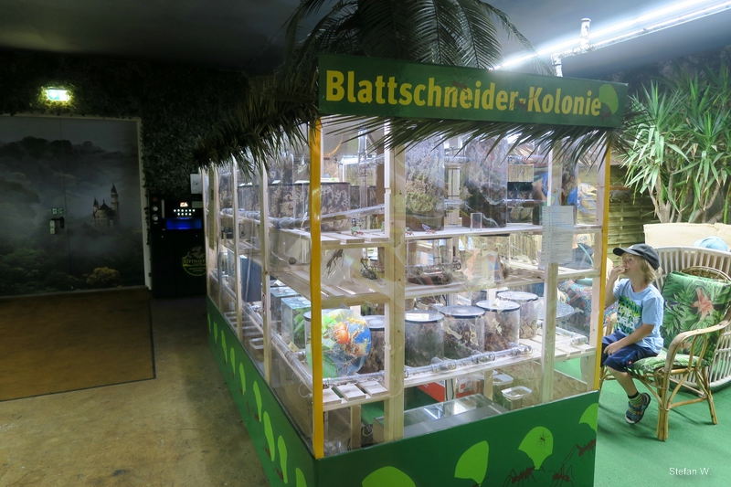 Third Room - leaf cutting Ants