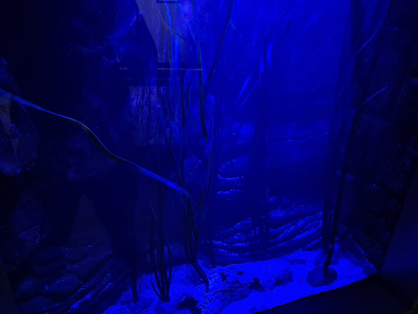 Third room - Pipefish tank