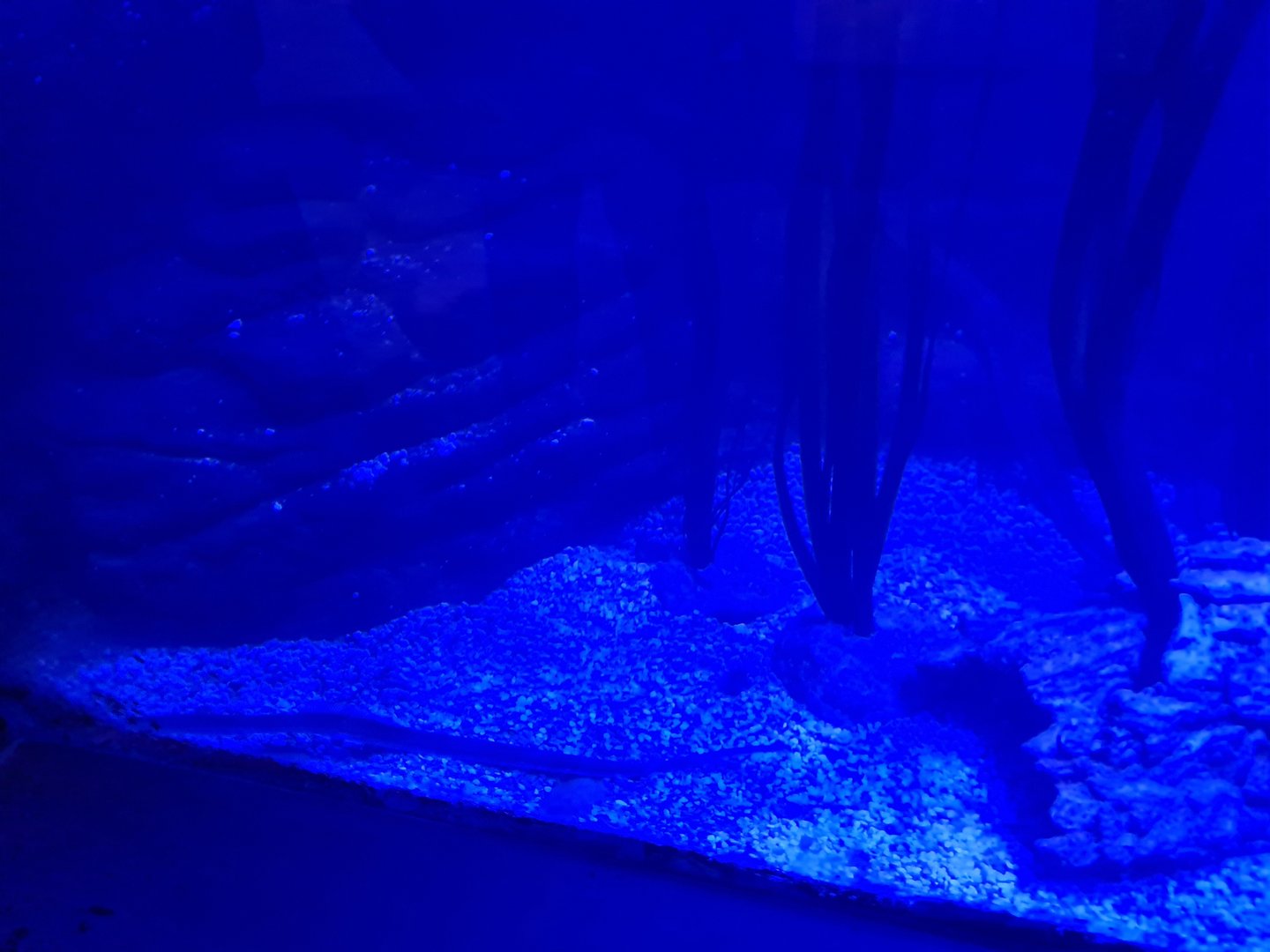 Third room - Pipefish