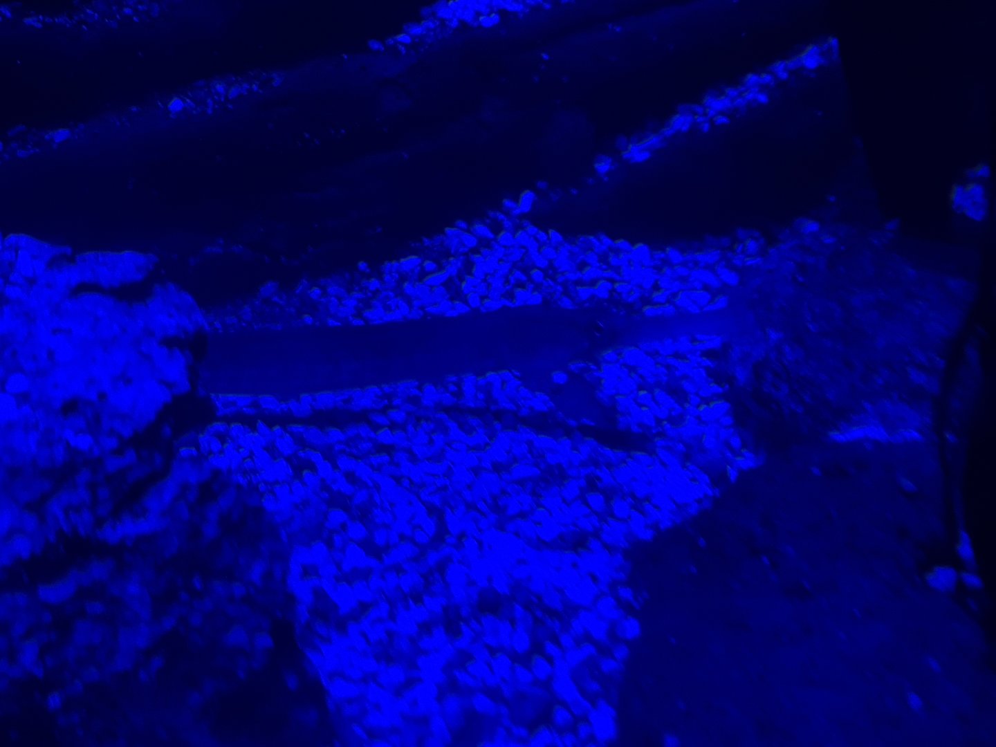 Third room - Pipefish