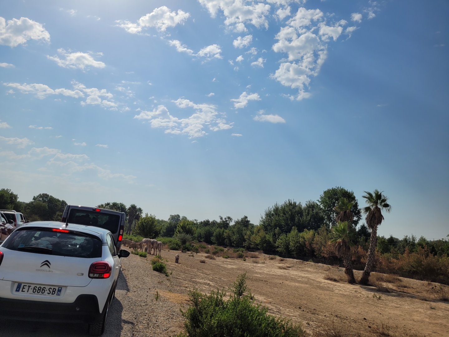 Third Savannah exhibit -Réserve Africaine de Sigean (2022)