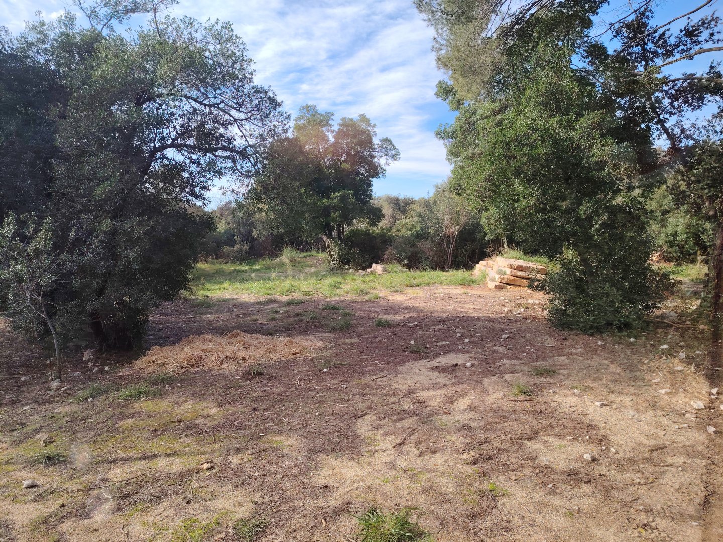 Third South-african Cheetah (Acinonyx jubatus jubatus) Exhibit