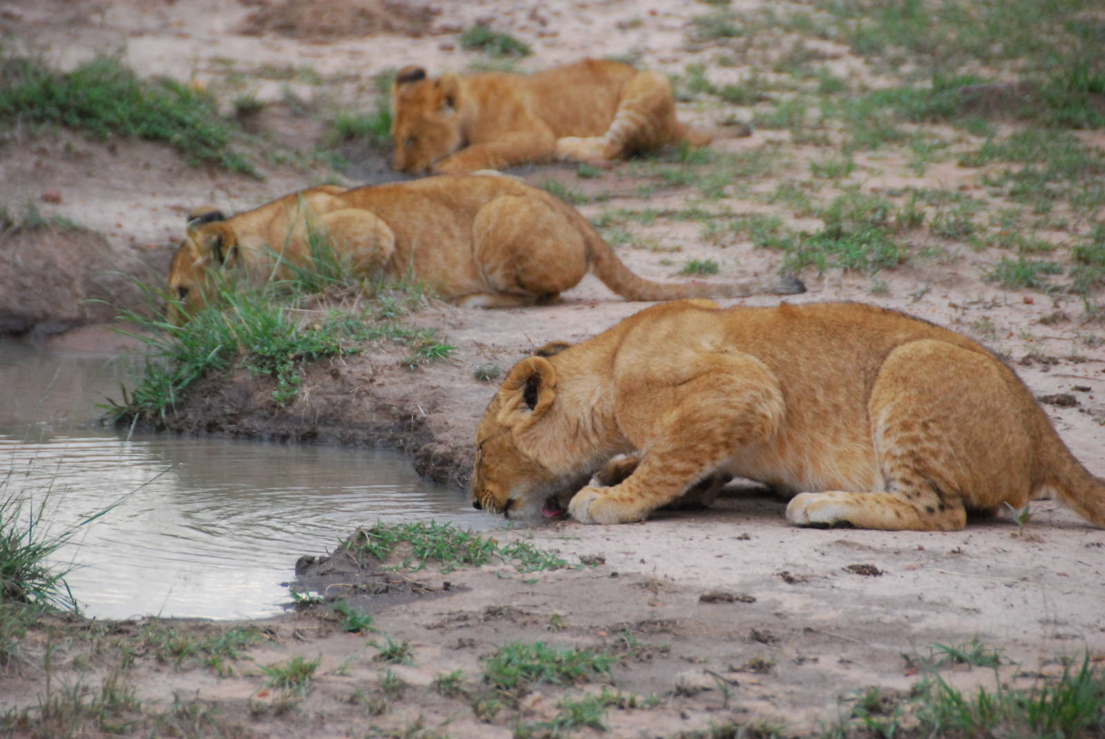 Thirsty Cubs - Masai Mara NR