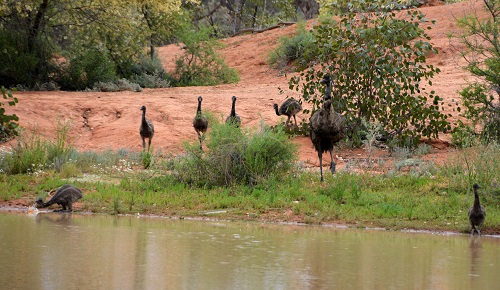 Thirsty emus.